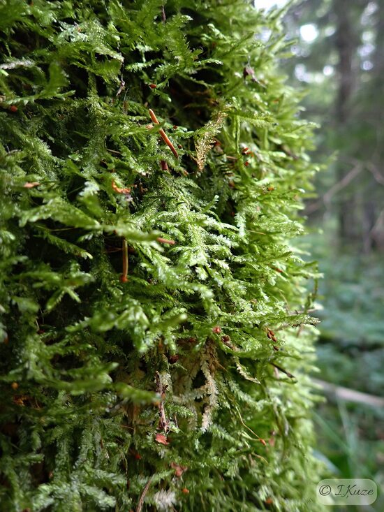 Exsertotheca crispa
